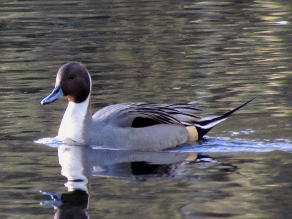 Northern Pintail - Bruce Kerr