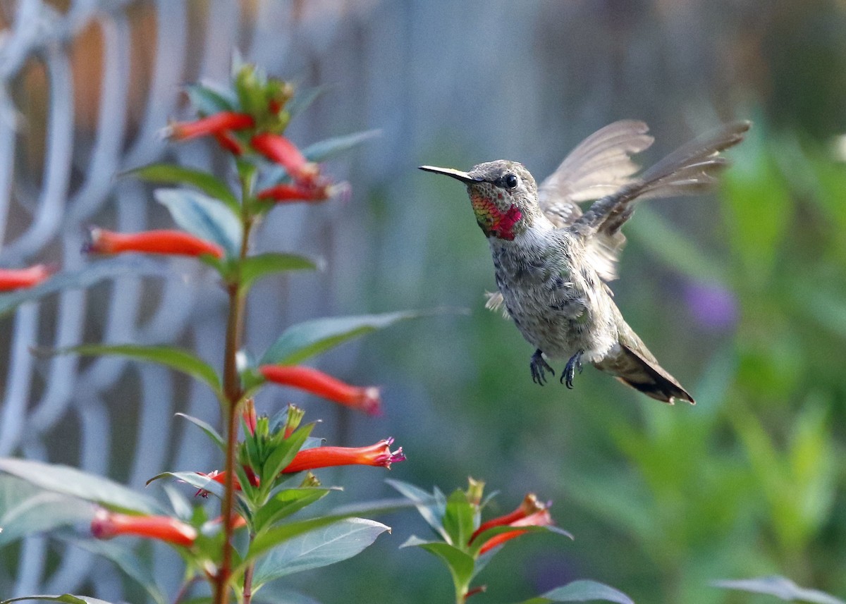 Anna's Hummingbird - Deborah Whiting