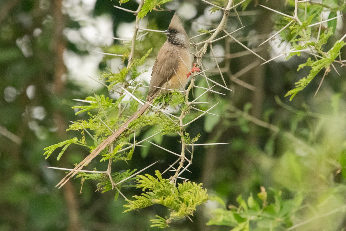 Speckled Mousebird - ML228590621