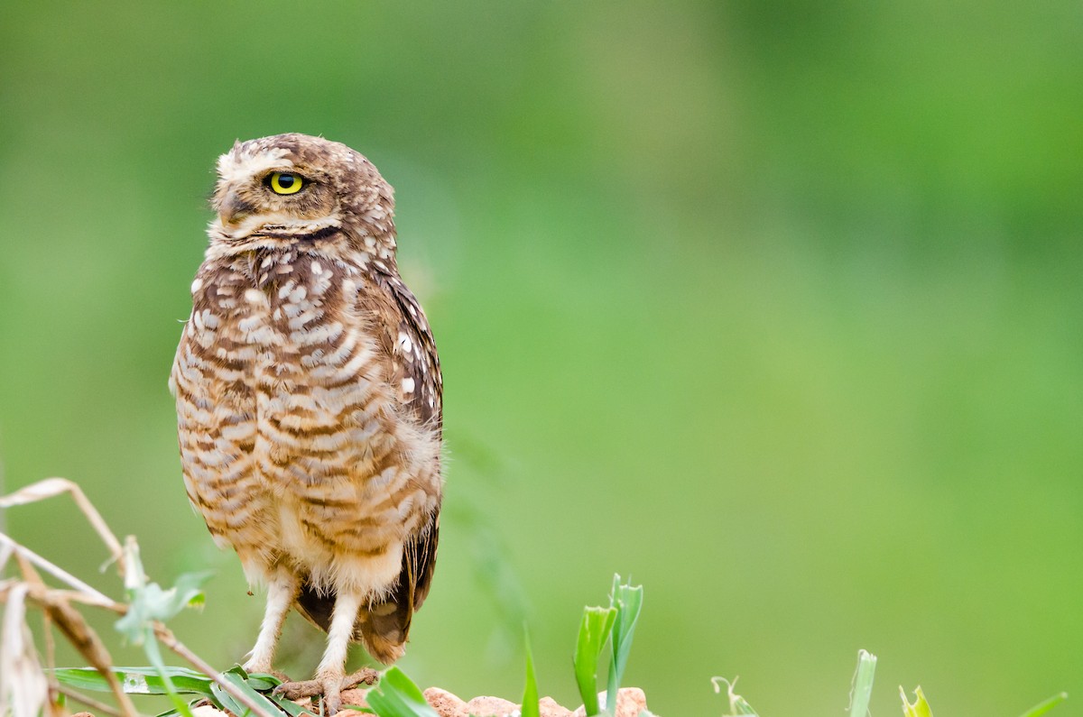 Burrowing Owl - ML22859131