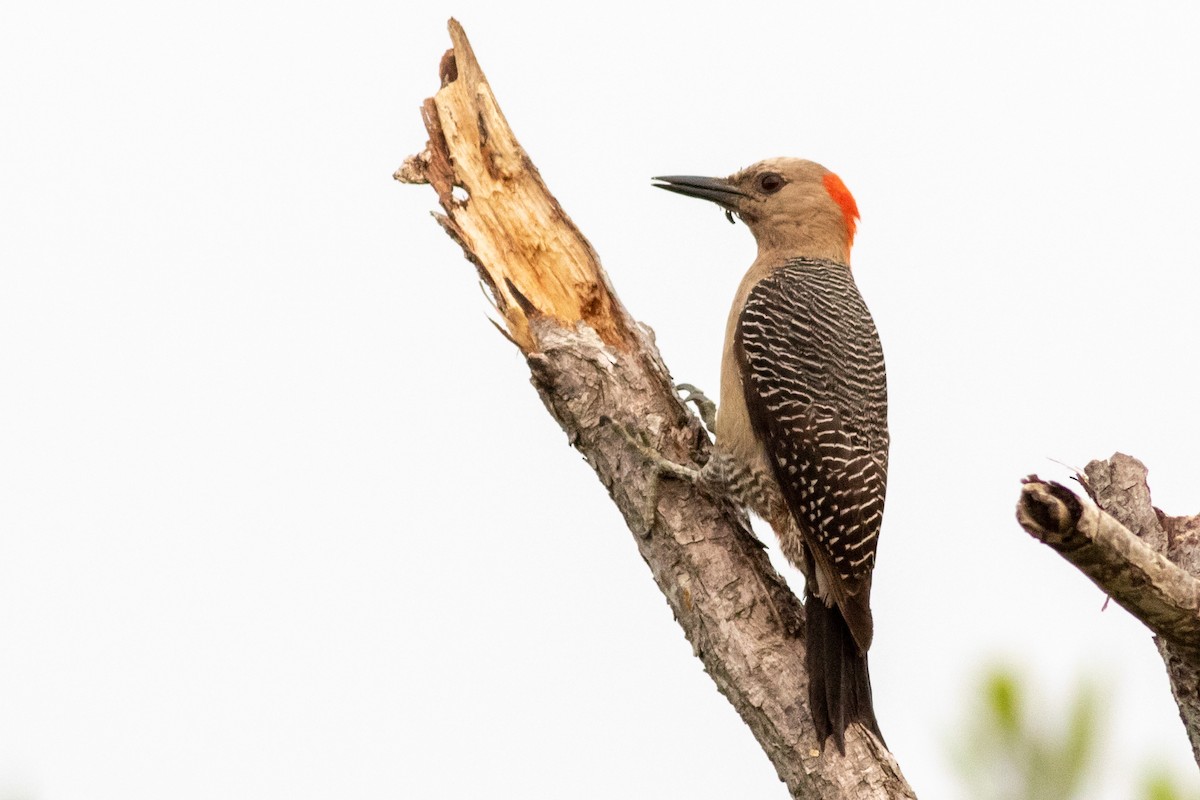 Golden-fronted Woodpecker - ML228591491