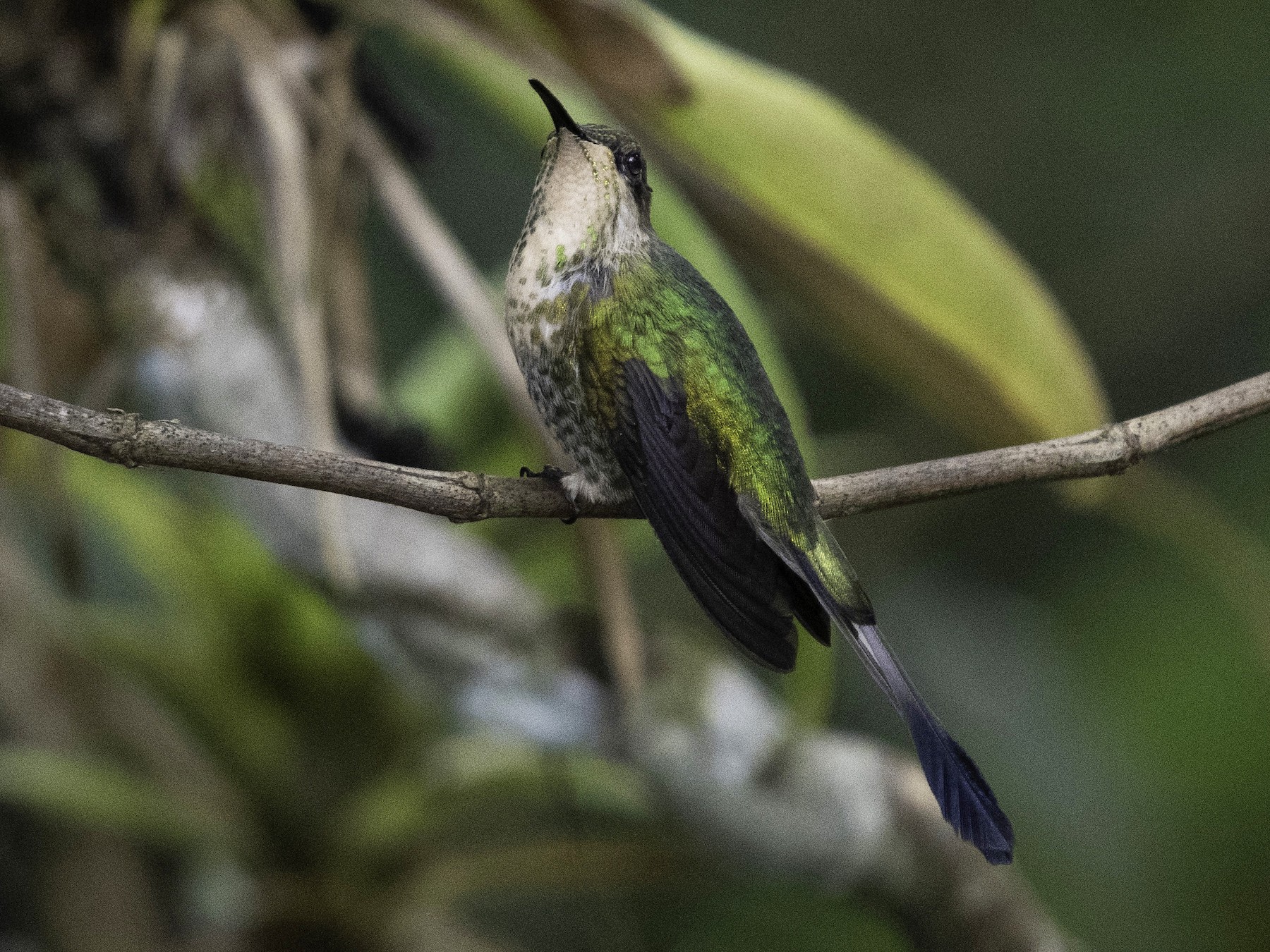 Marvelous Spatuletail - eBird