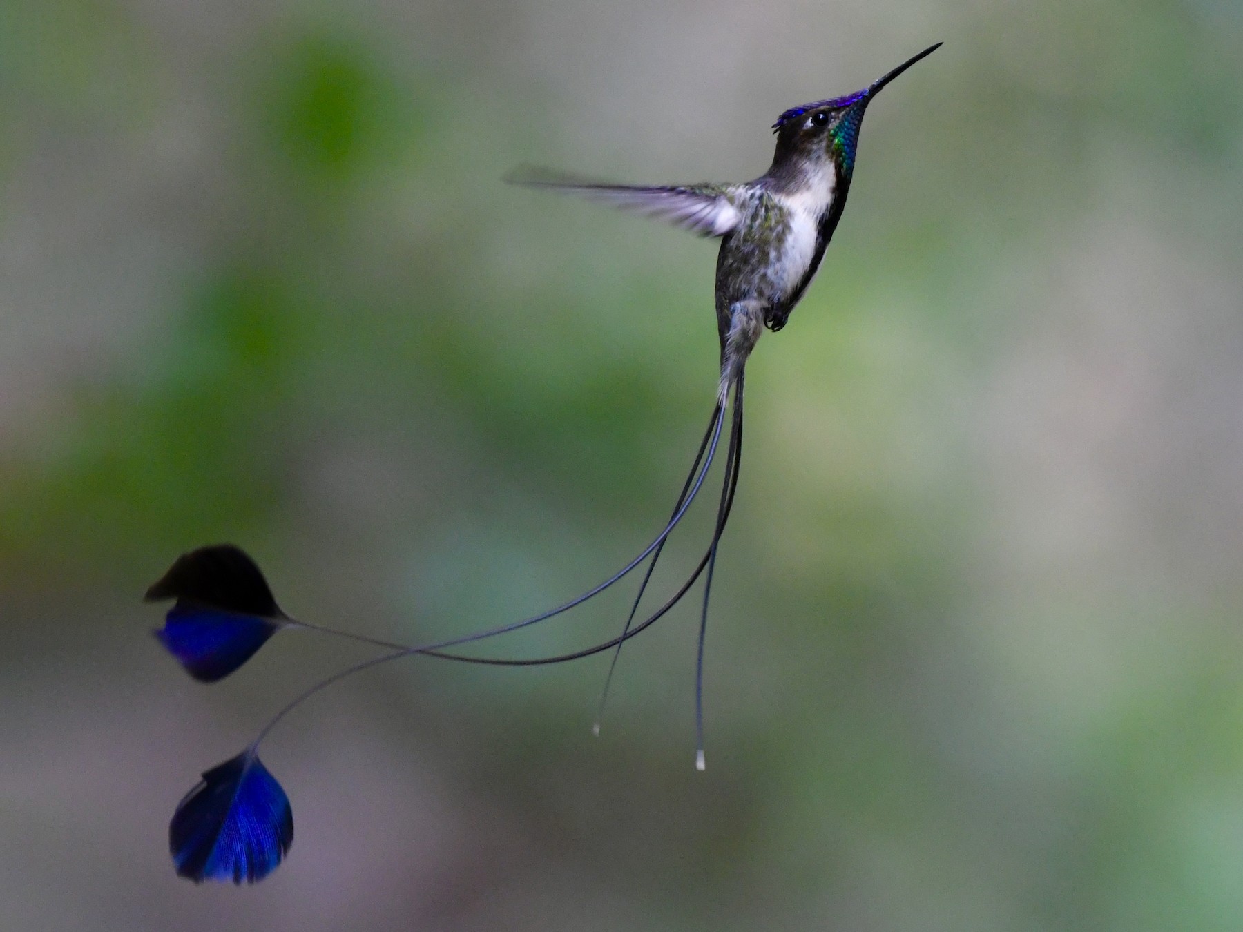 Marvelous Spatuletail - William Orellana (Beaks and Peaks)