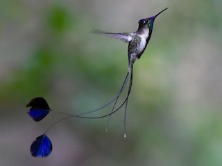 オナガラケットハチドリ - eBird