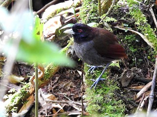  - Pale-billed Antpitta