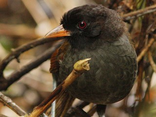 Молодая птица - David Beadle - ML228597001