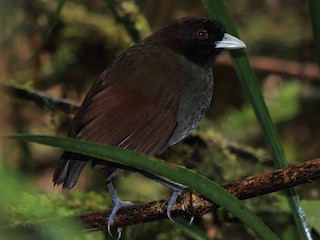 - Pale-billed Antpitta
