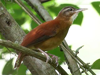  - Pale-billed Hornero