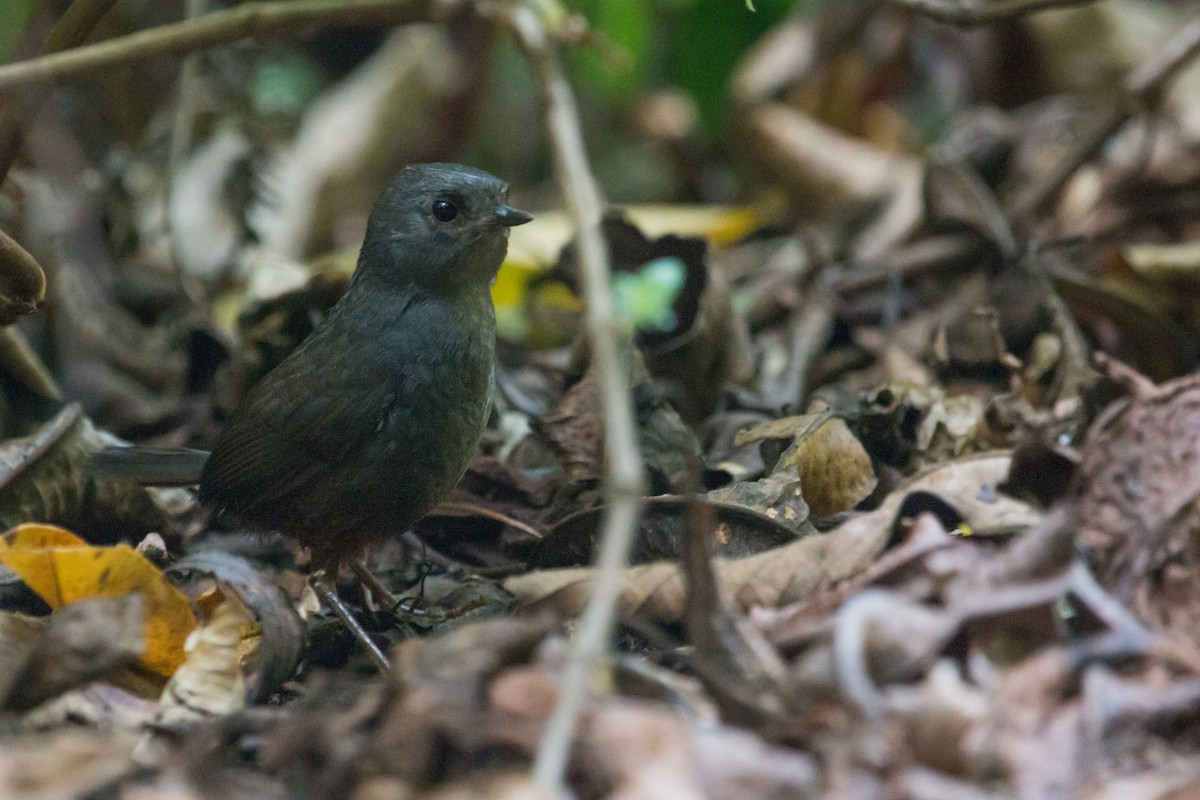Merida Tapaculo - Jhonathan Miranda - Wandering Venezuela Birding Expeditions