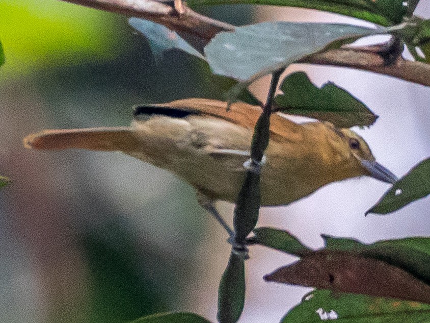 Rufescent Antshrike - Thamnistes rufescens - Birds of the World