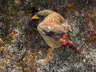 Rufous-backed Inca-Finch - eBird
