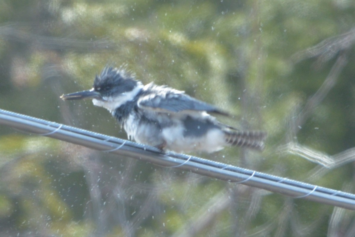 Belted Kingfisher - ML228602401