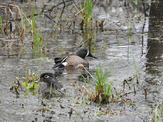 Blue-winged Teal, ML228602411
