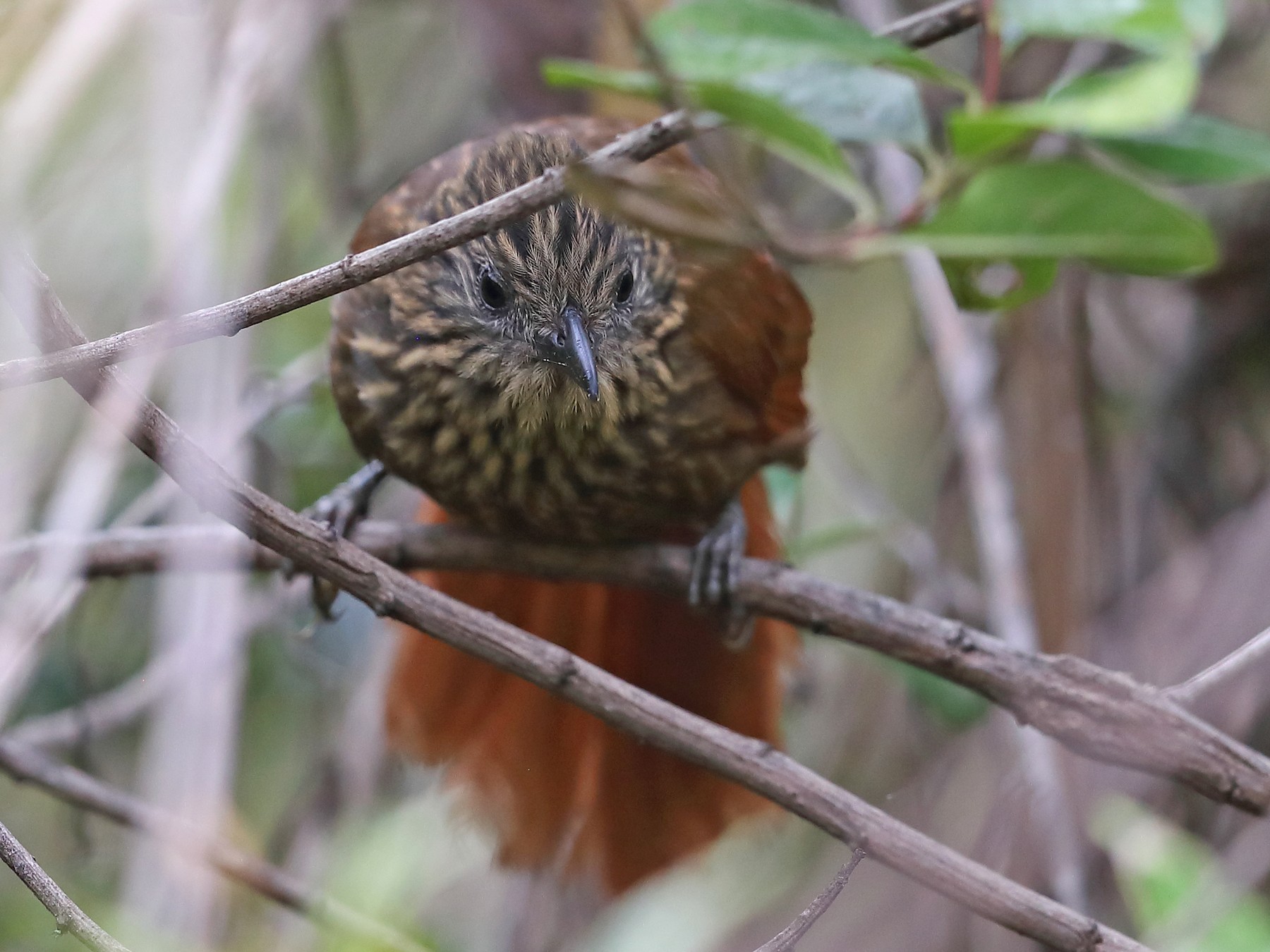 Rufous-backed Treehunter - eBird