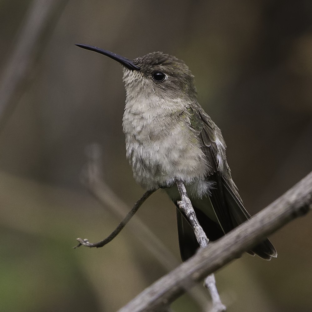 Tumbes Hummingbird - ML228604611