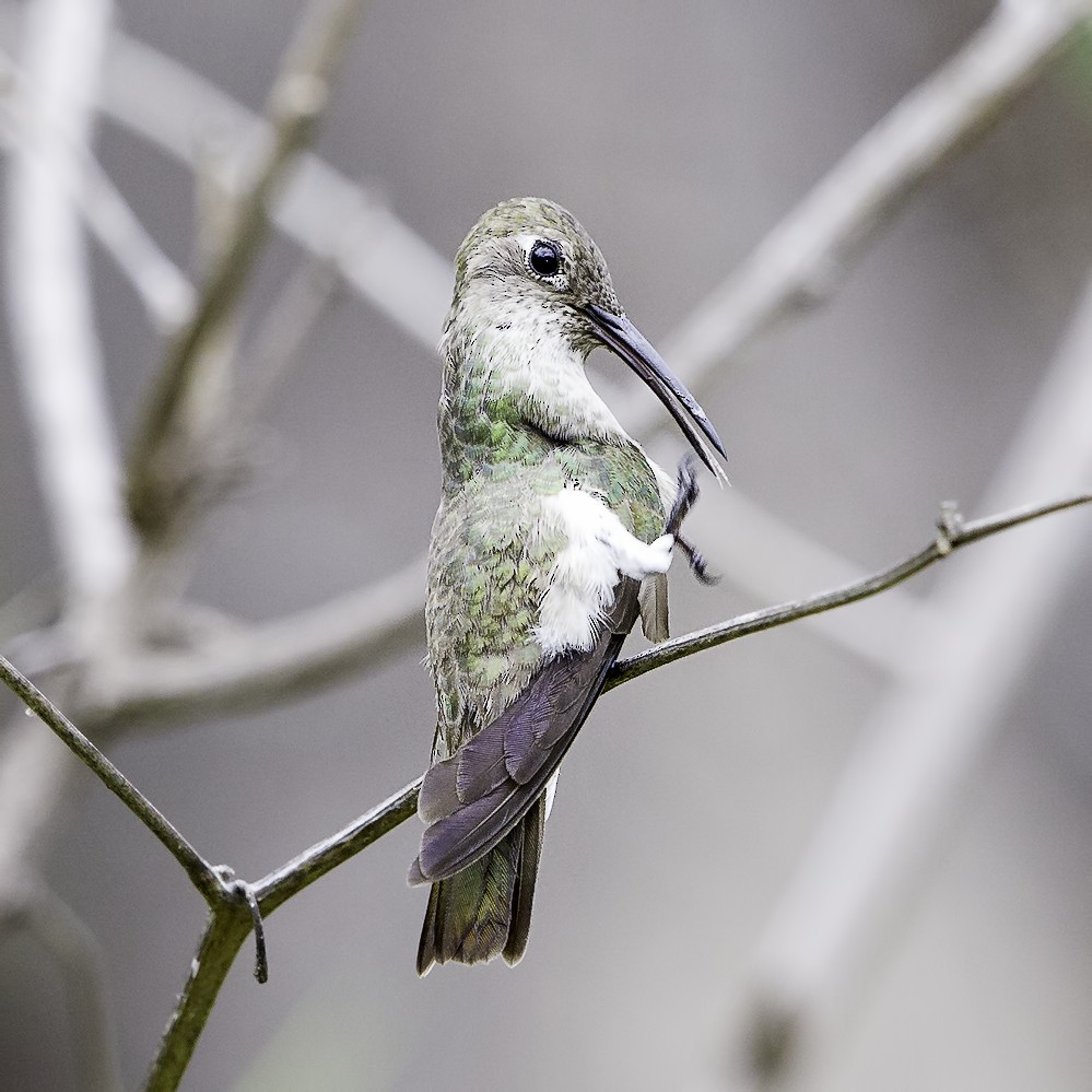 Tumbes Hummingbird - ML228604621