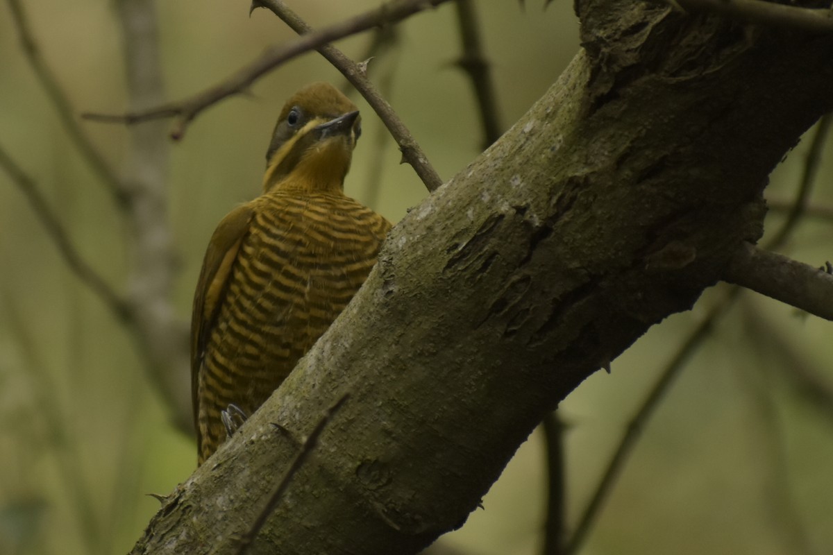 Golden-green Woodpecker - ML228604801