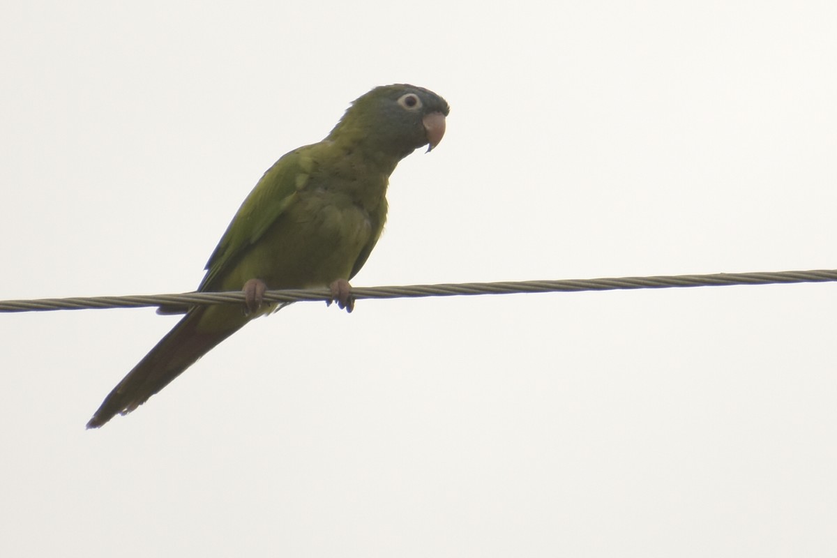 Blue-crowned Parakeet - ML228604881