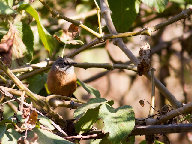  - Russet-bellied Spinetail - 
