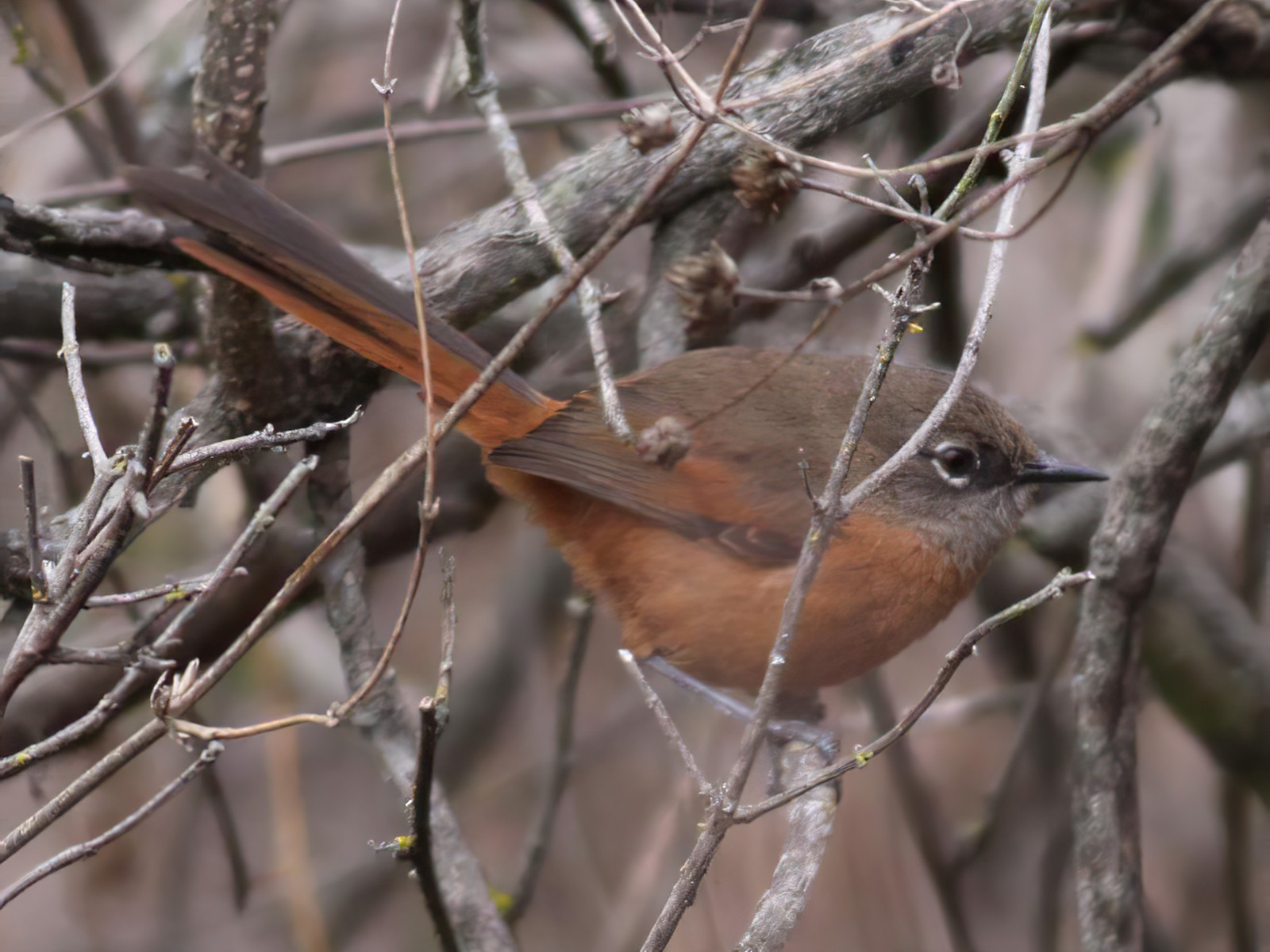 Russet-bellied Spinetail - Ian Davies