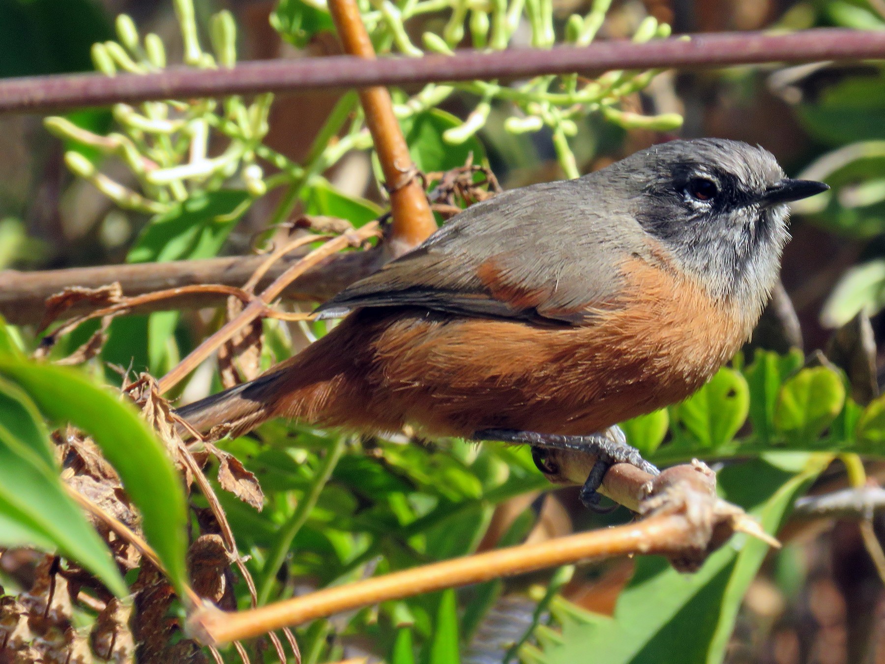 Russet-bellied Spinetail - Alfonso Escajadillo