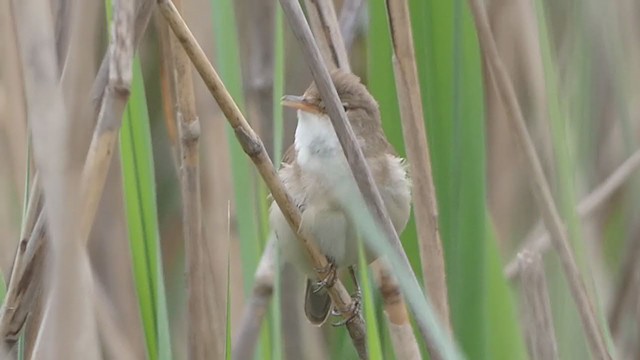 Common Reed Warbler - ML228608111