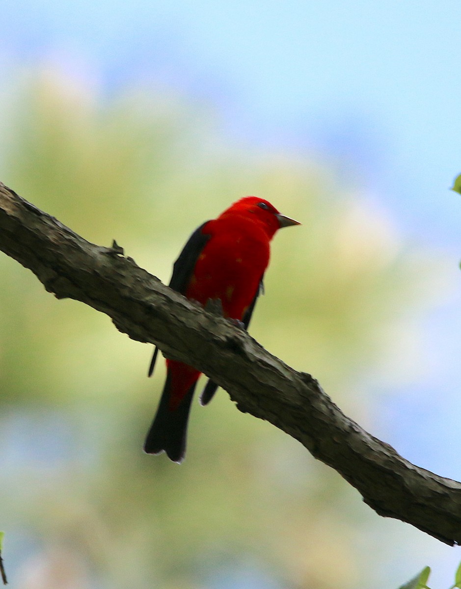 Scarlet Tanager - ML228610051