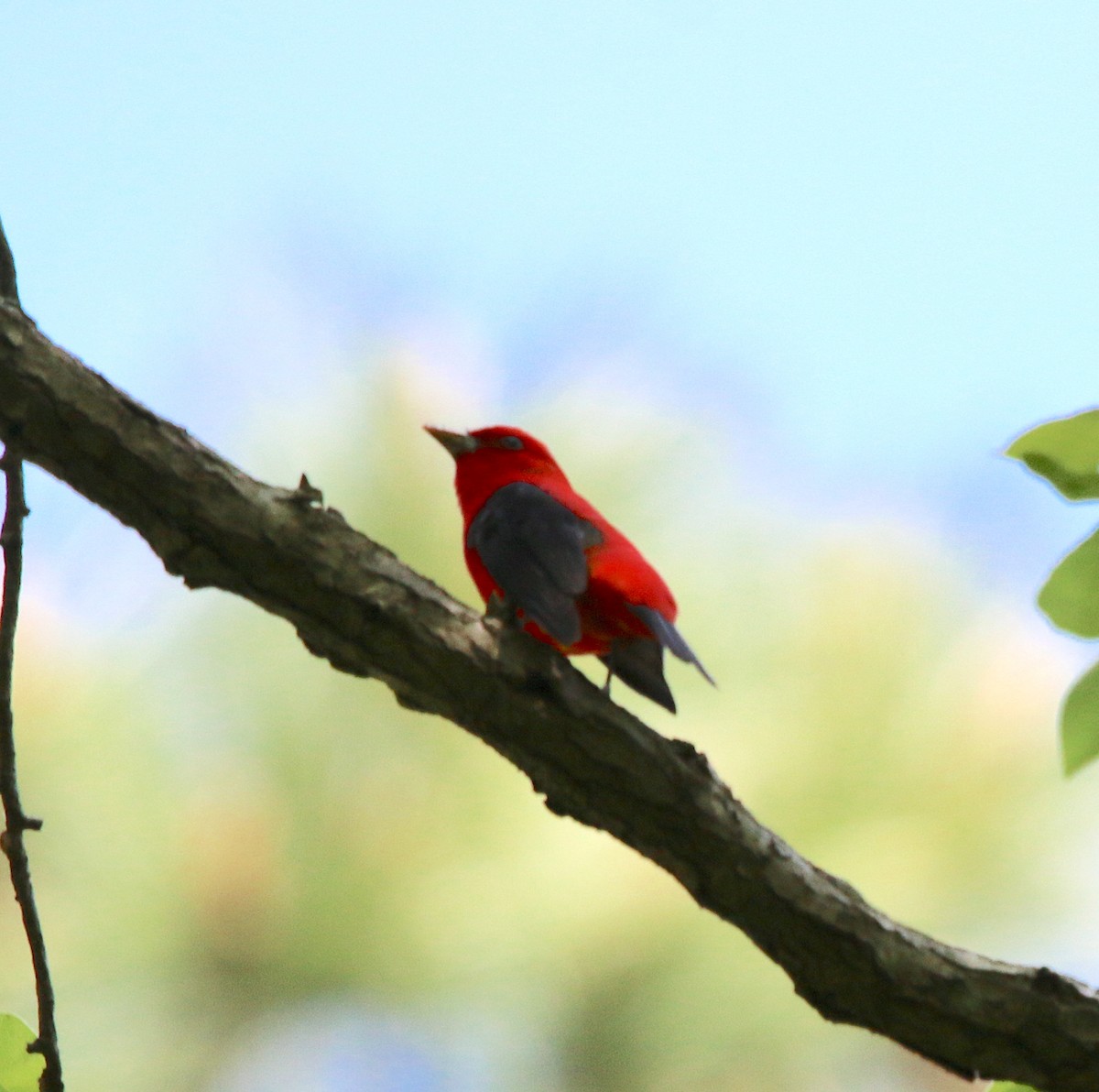 Scarlet Tanager - ML228610091