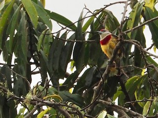  - Scarlet-banded Barbet