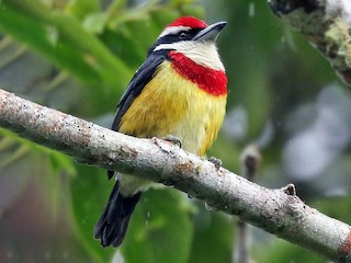  - Scarlet-banded Barbet