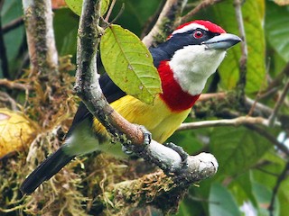  - Scarlet-banded Barbet