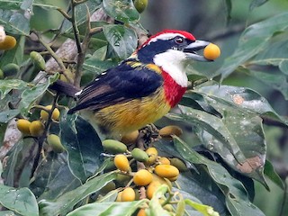  - Scarlet-banded Barbet