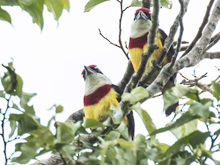  - Scarlet-banded Barbet
