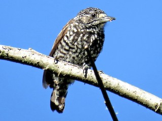 雌鳥 - Fernando Angulo - CORBIDI - ML228615371