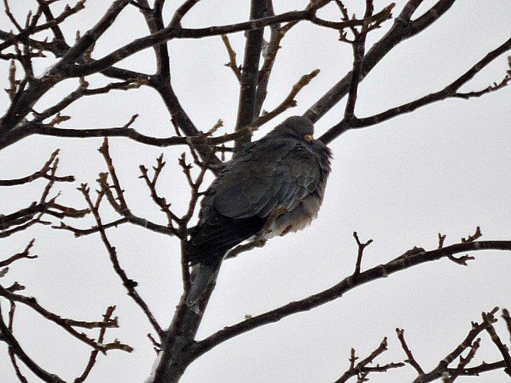 Band-tailed Pigeon - ML22861571