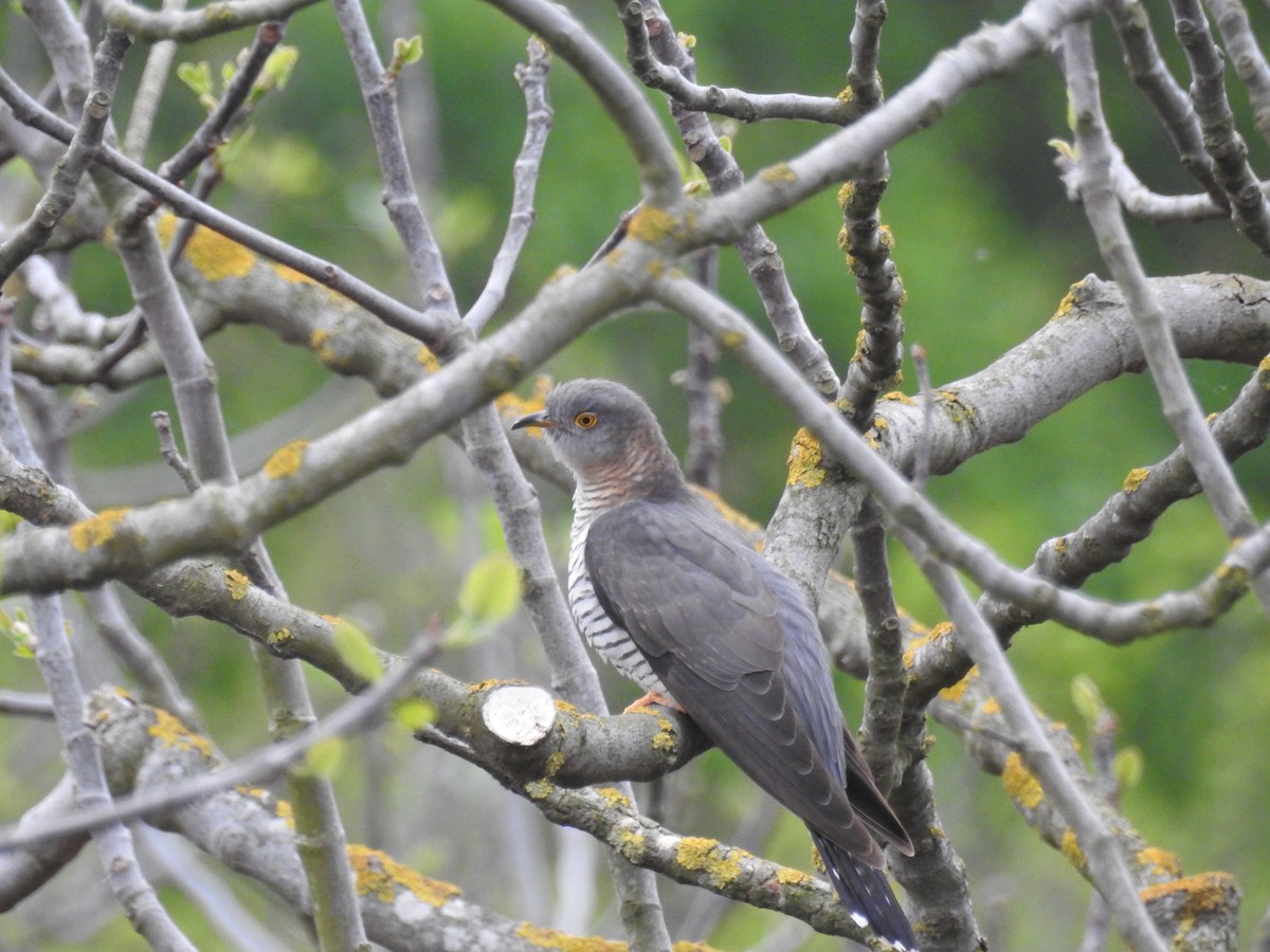 Common Cuckoo - ML228616091