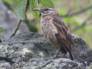  - Thick-billed Miner