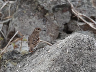  - Thick-billed Miner
