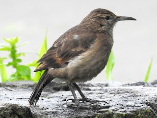  - Thick-billed Miner