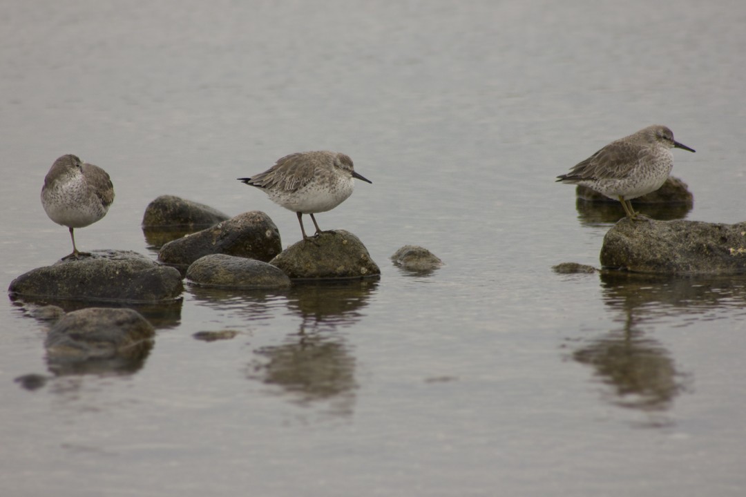 Red Knot - ML22861971