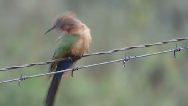 White-fronted Bee-eater - ML228627621