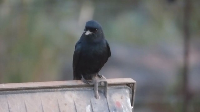 Fork-tailed Drongo - ML228627741