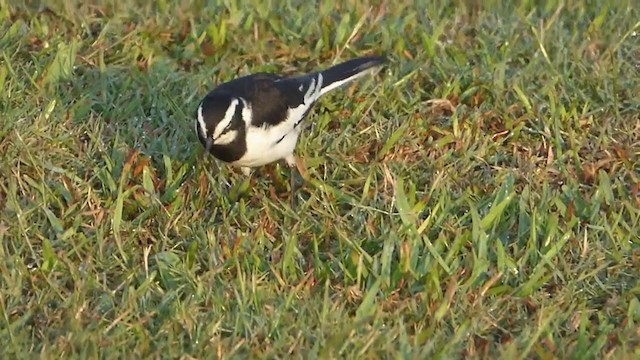 African Pied Wagtail - ML228628221
