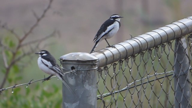 African Pied Wagtail - ML228628311