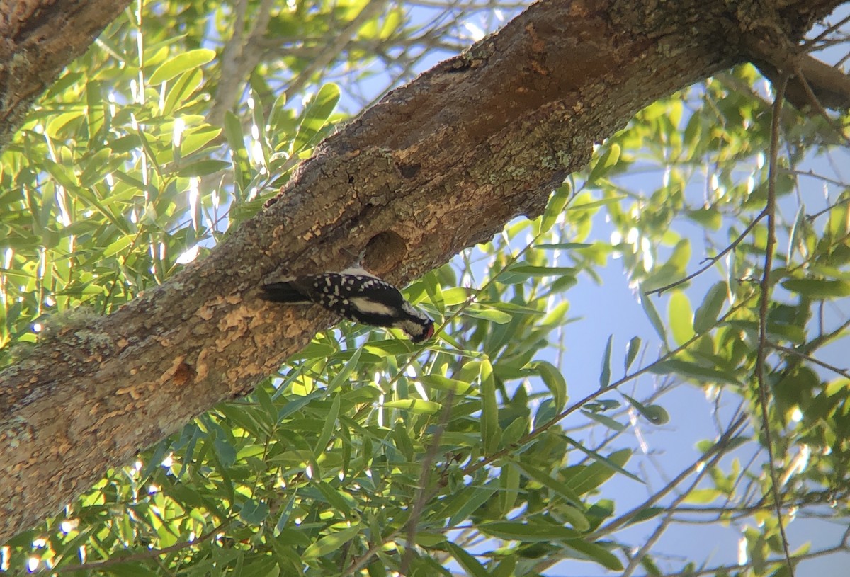 Downy Woodpecker (Eastern) - ML228629851