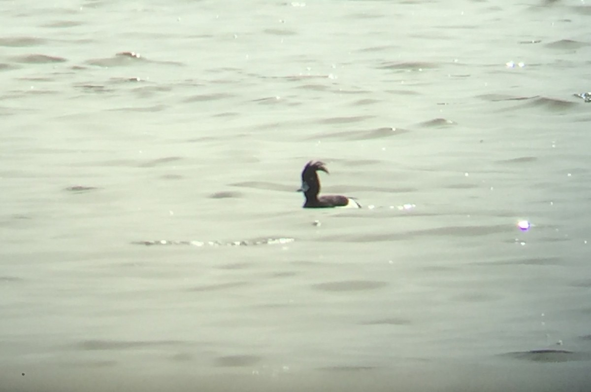 Tufted Duck - ML228631631