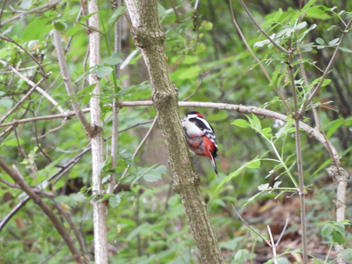 Great Spotted Woodpecker - ML228632191