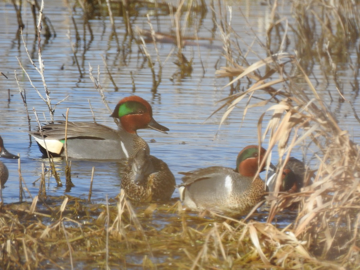Green-winged Teal - ML228635171