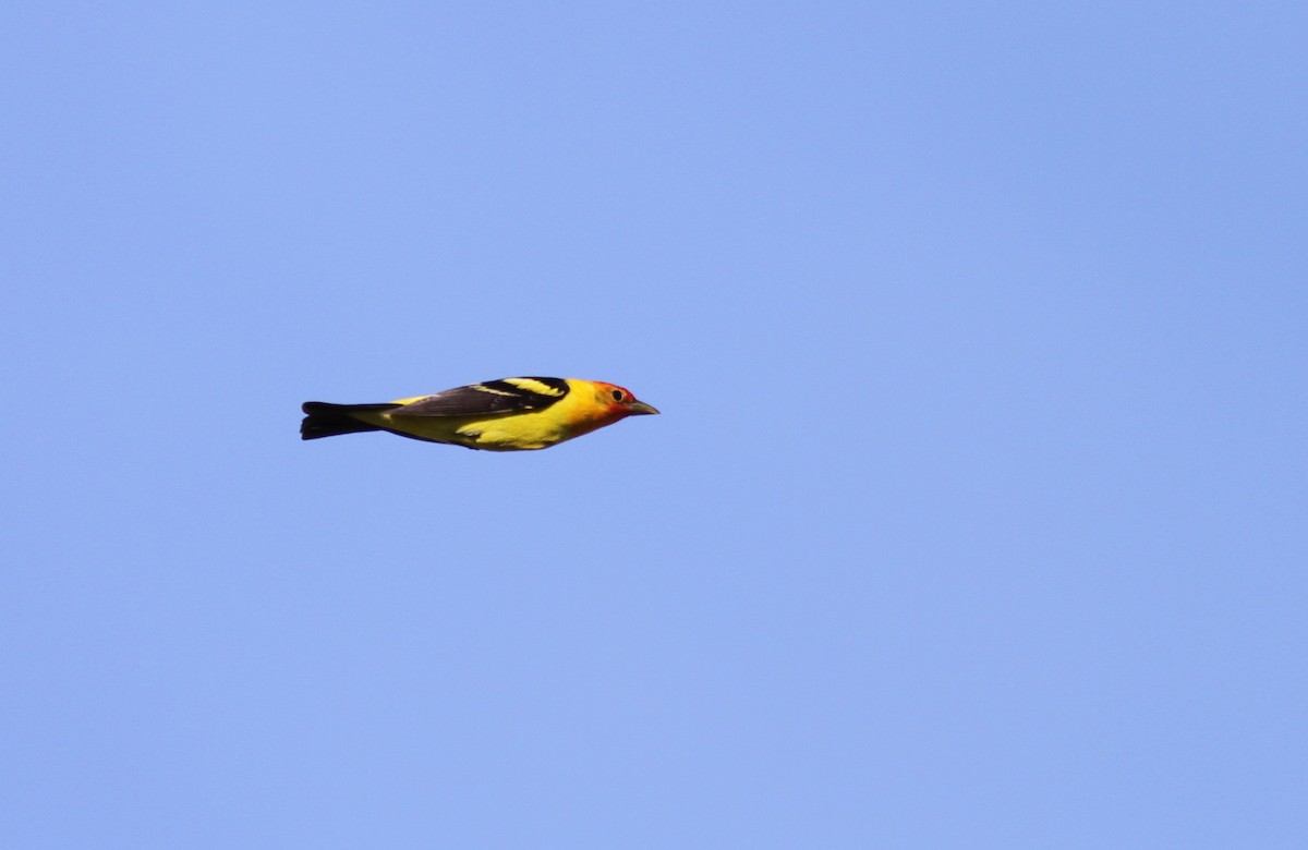 Western Tanager - ML228636941