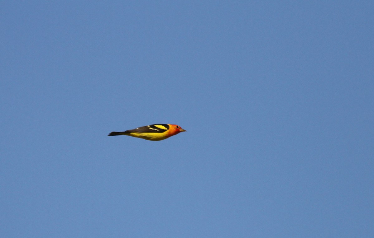 Western Tanager - ML228637921